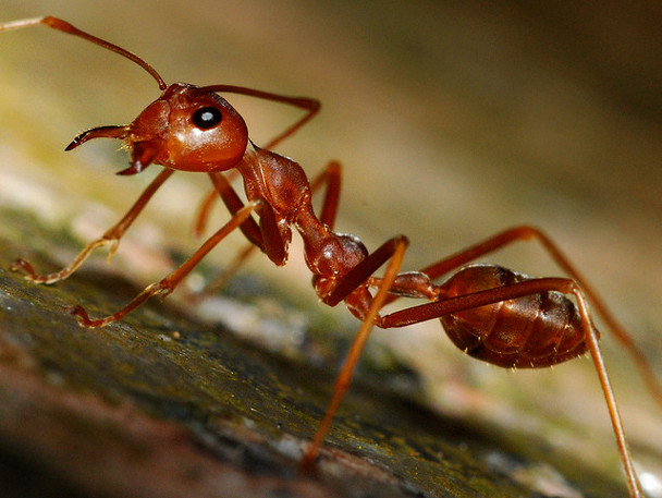 Você Sabia Que As Formigas São Tão Sujas Quanto Baratas !